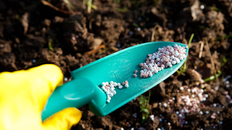 A gardener adds a scoop of amendments to their soil.