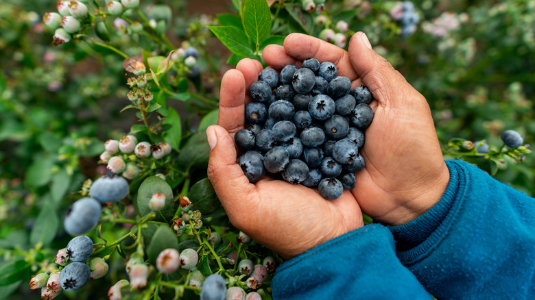 A gardener holds a handful of blueberries, which thrive in acidic soil.