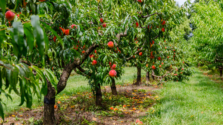 peach trees with fruits