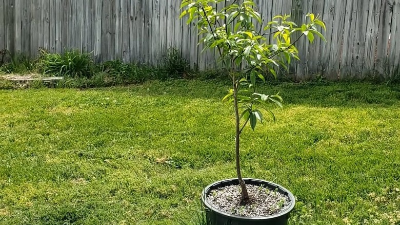 potted peach tree 