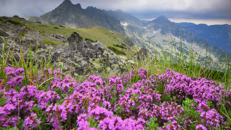 Low angle view, with pink flowering thyme (Thymus serpyllum) mountain peaks in the background.