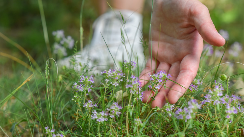 hand touching creeping thyme flower in grass