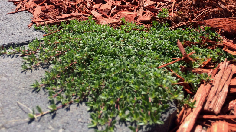 Landscape with mulch and creeping thyme