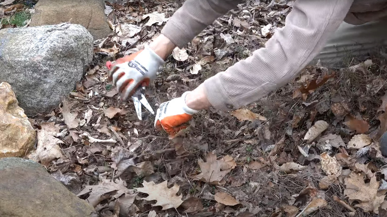 Person wearing orange and white gardening gloves pruning creeping thyme that has died back