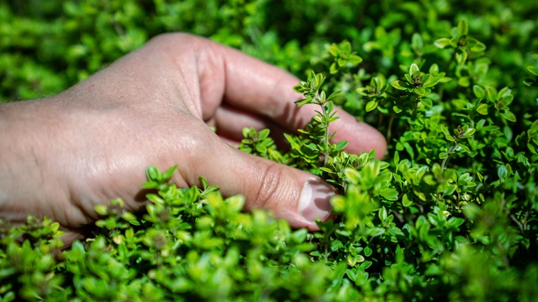 Hand picking at creeping thyme on the ground