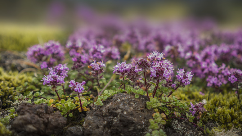 Detail of creeping thyme in bloom