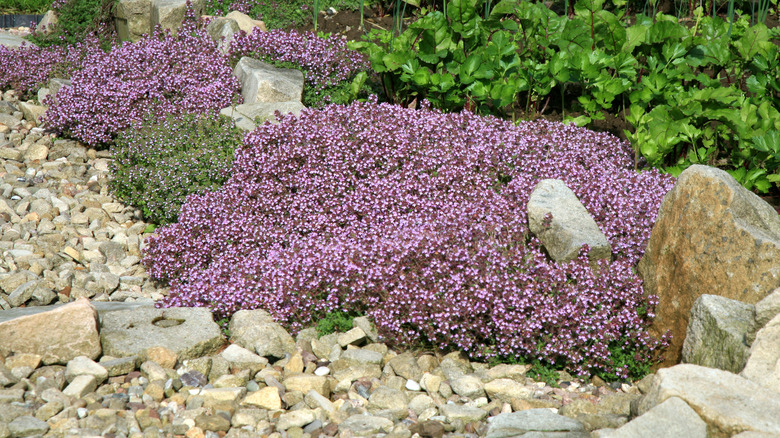 Spaced out creeping thyme plants in a rock bed