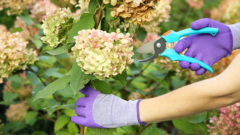 hands pruning dead hydrangeas