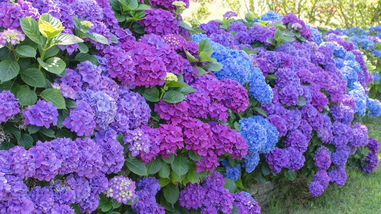 blue and purple hydrangea flowers