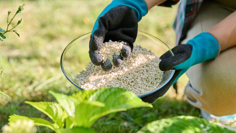 hands fertilizing hydrangeas from bowl