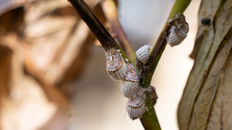 Scale insects on peony stem