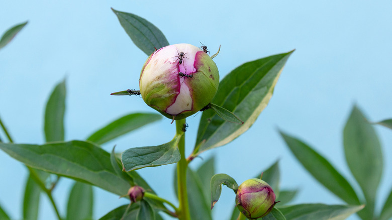 Ants crawling on a closed peony flower