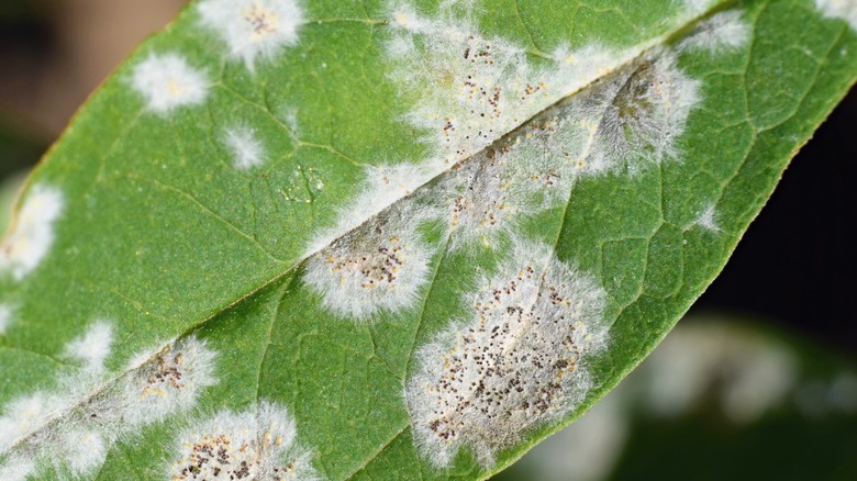 powdery mildew on leaf