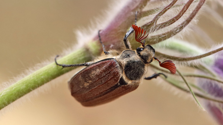 beetle on anemone flower