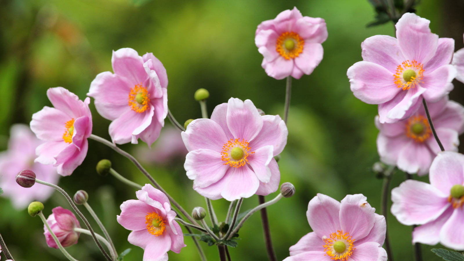 Common Pests And Diseases That Cause Damage To Anemone Flowers