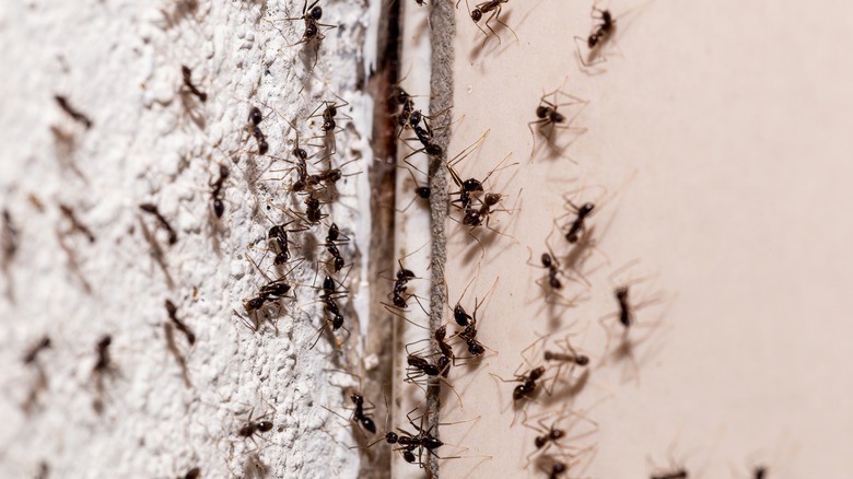 Ants climbing a wall