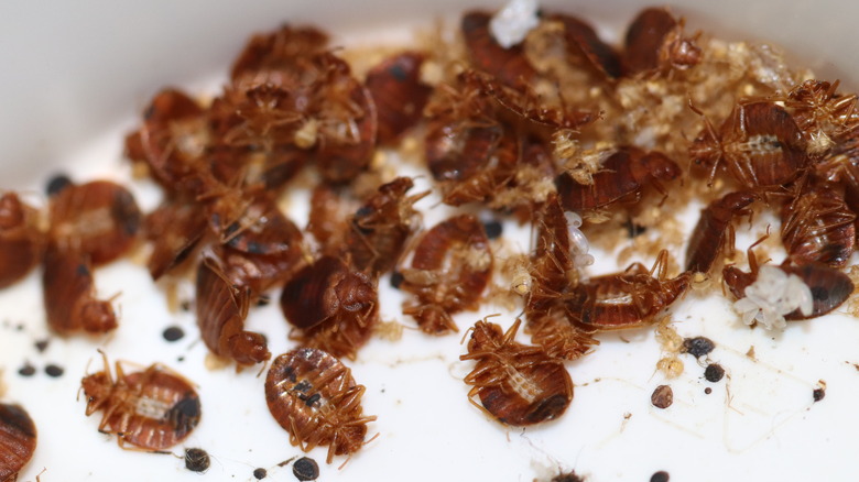 Bedbugs infestation