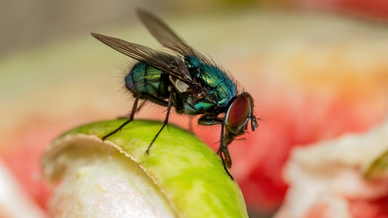 House fly on fruit