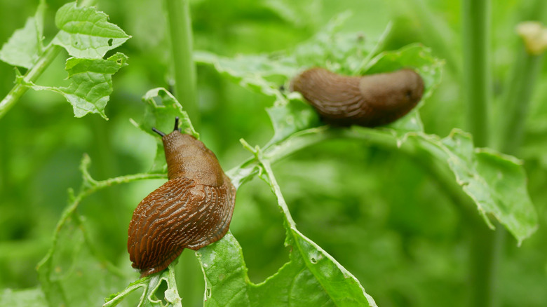 Slugs in the garden