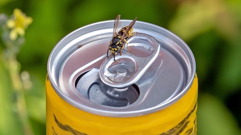 Wasp drinking from can of drink