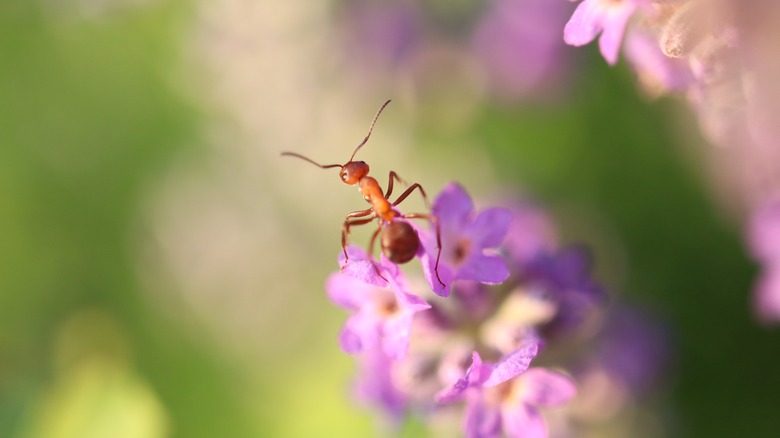 ant crawling on lavender