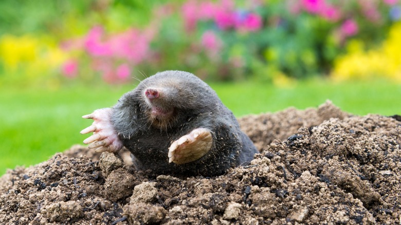 mole in garden