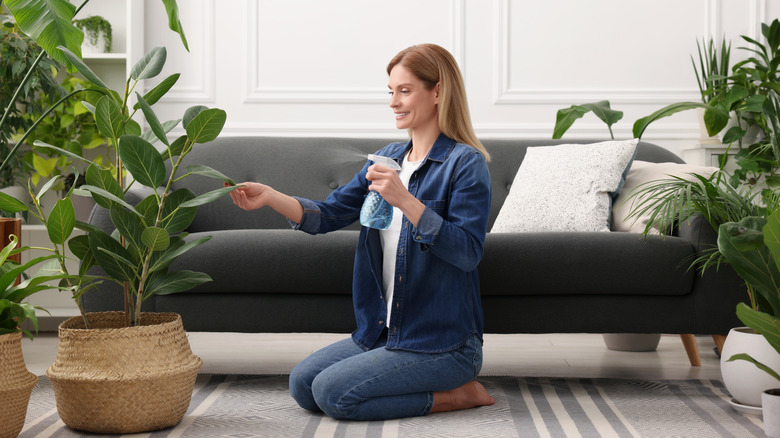 A woman treating ZZ plant with pest-control spray in her living room