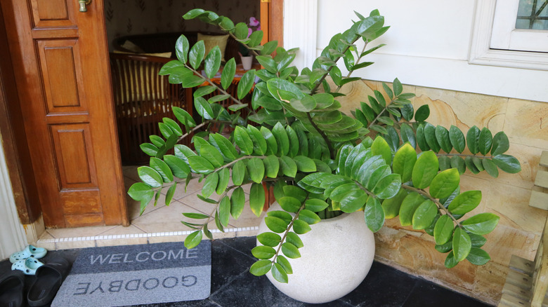 Potted Zamioculcas zamiifolia houseplant near an entryway