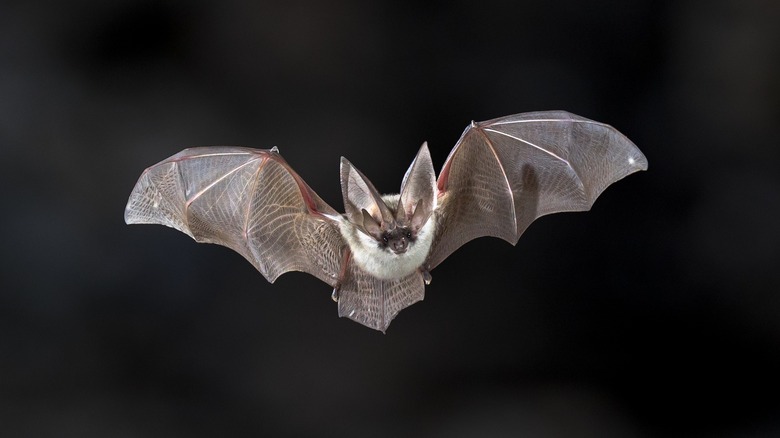 Flying brown bat
