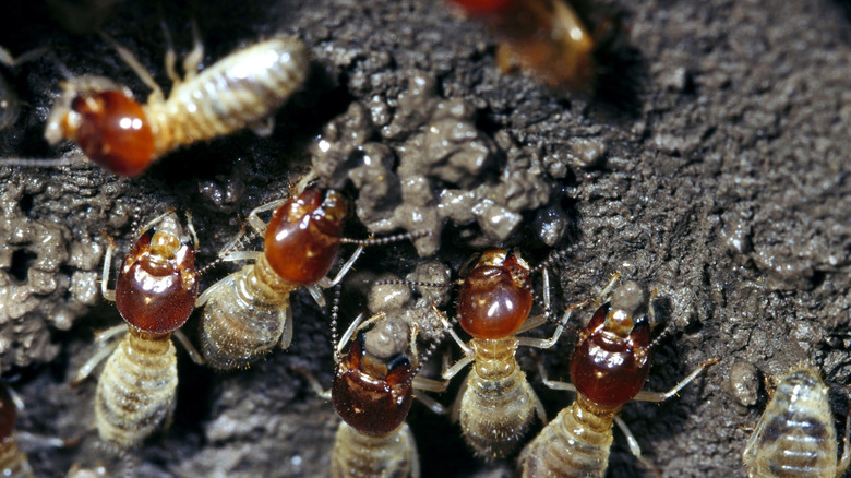 Brown and tan termite colony