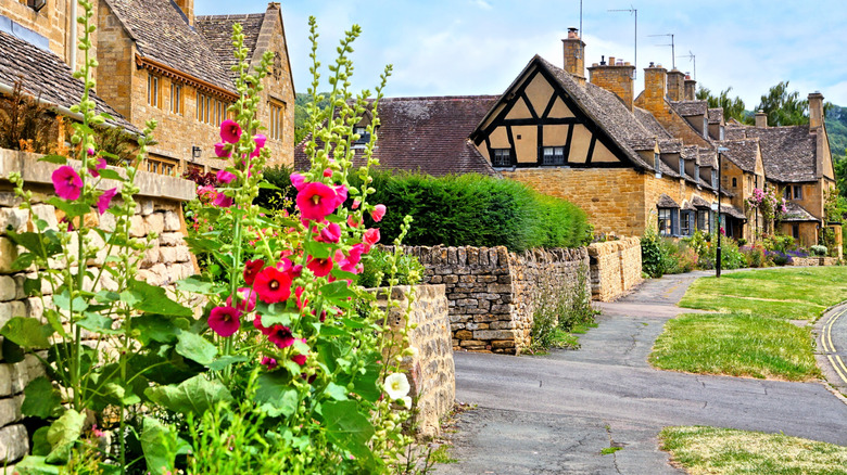 A group of colorful hollyhocks stand together in front of a stone fence in a European-style neighborhood.