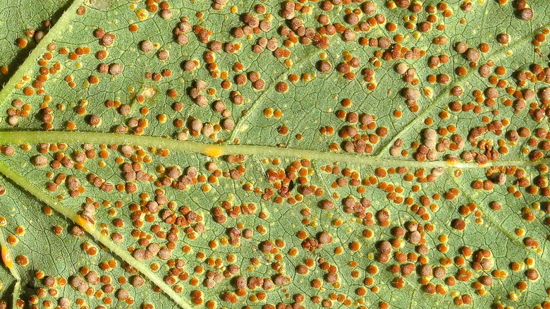 Hollyhock rust postules dominate the underside of a leaf.