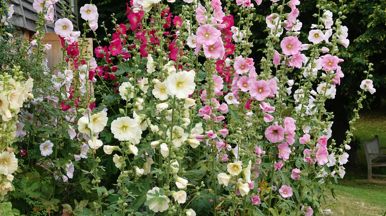 A group of pink, white, and red hollyhocks stand tall in bloom near a building.