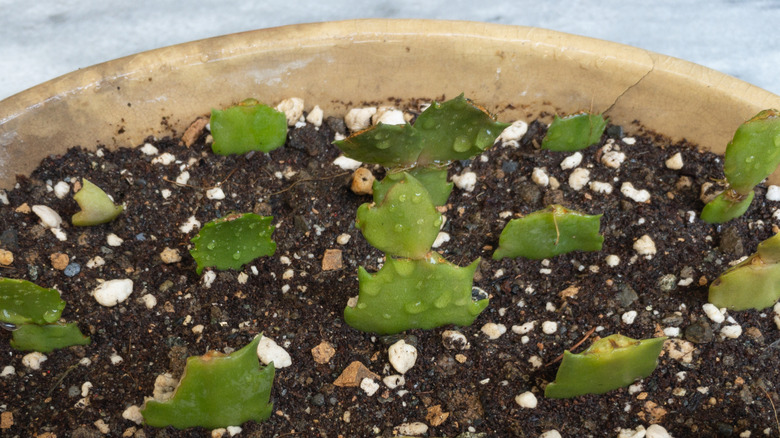 Christmas cactus cuttings in stone pot