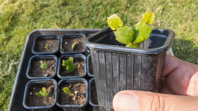 Baby Christmas cactus in plastic pot