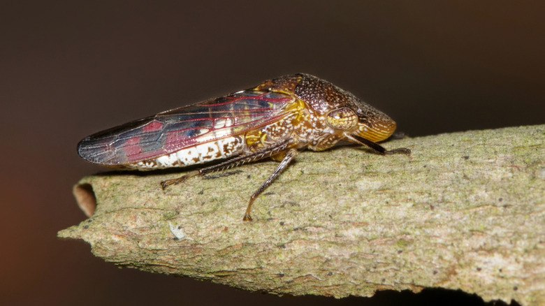 Glassy-winged sharpshooter close-up