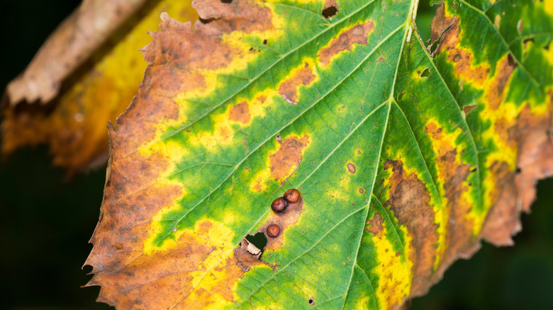 Bacterial leaf scorch damage on foliage