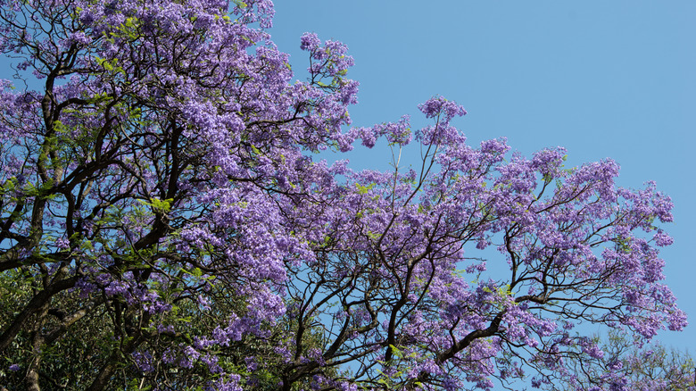 Jacaranda tree in bloom against a blue sky