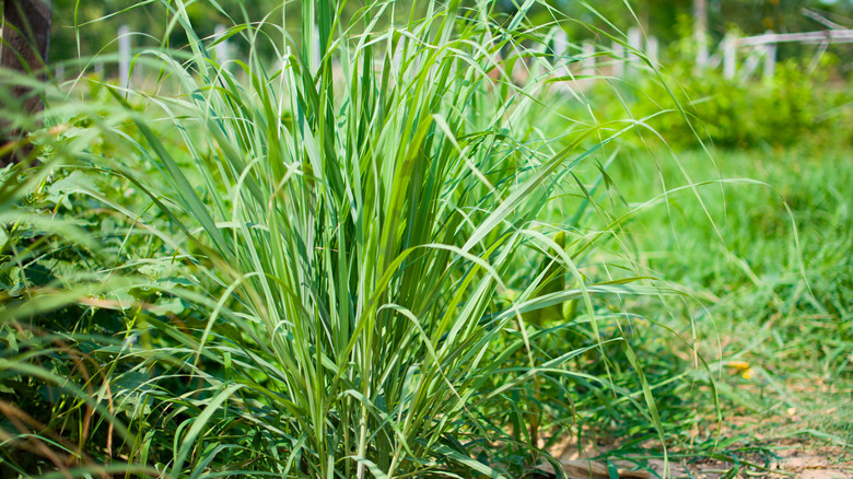 Lemongrass in garden