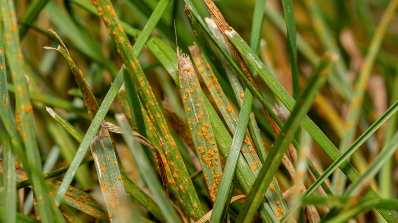 Rust fungus on grass