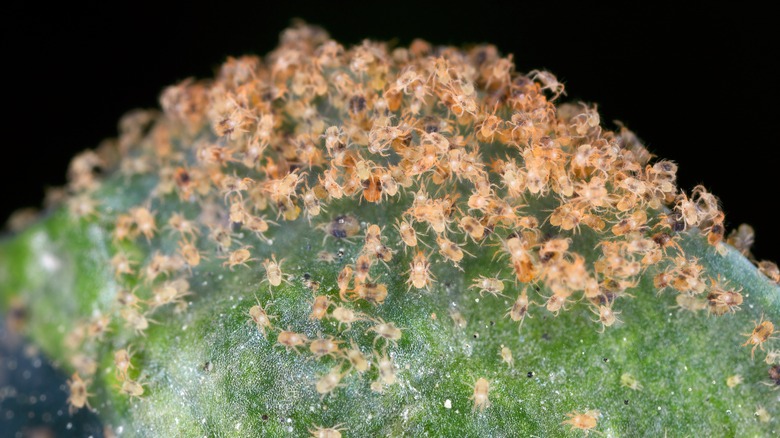 Spider mites on leaves