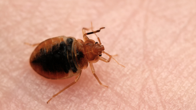 Bed bug up close