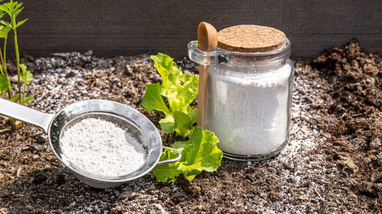 diatomaceous earth powder 