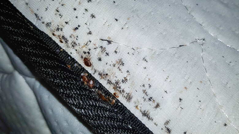 Bed bugs marks on mattress 