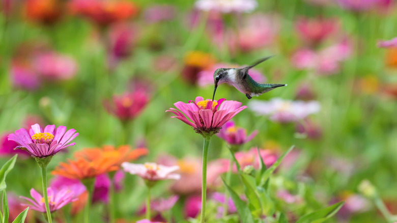 hummingbird drinking nectar from flower