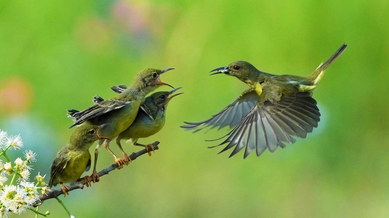 hummingbird feeding insect to young