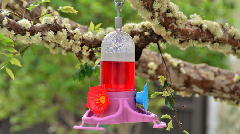 nectar feeder with no birds