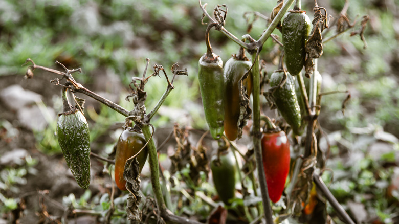 Dying pepper plant