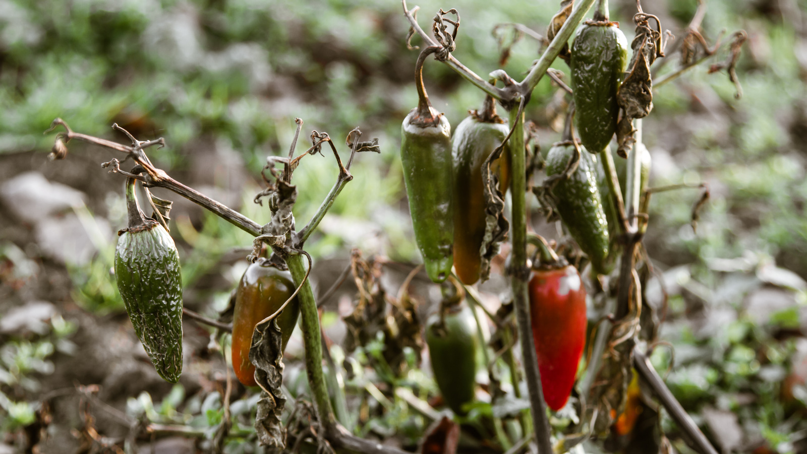 Common Reasons Your Pepper Plant Is Wilting & What You Can Do About It