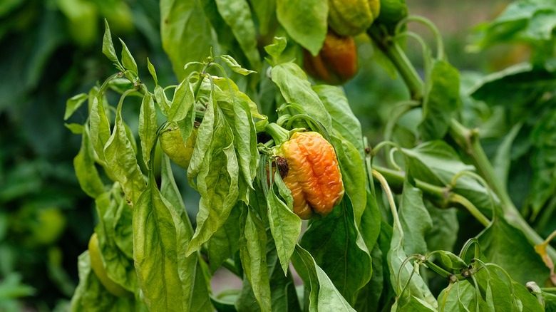 sweet pepper plant that's wilting